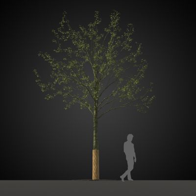 高品质街道树木植物