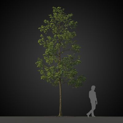 高品质街道树木植物