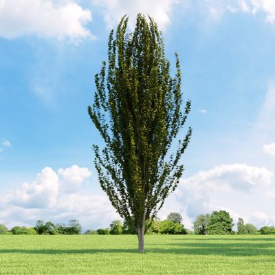 外景树木装饰3D模型