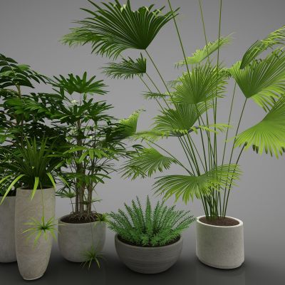 现代风格植物
