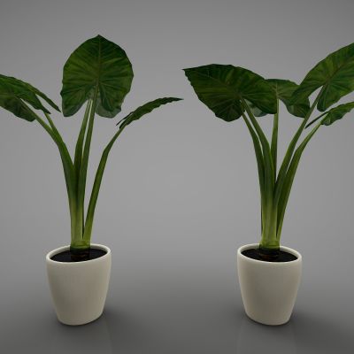 现代风格植物组合298(2016)