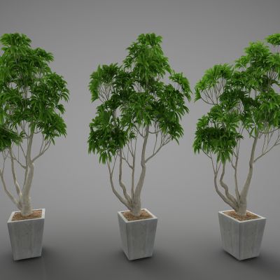 现代风格植物234(2016)