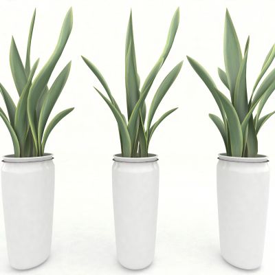 现代风格植物装饰品