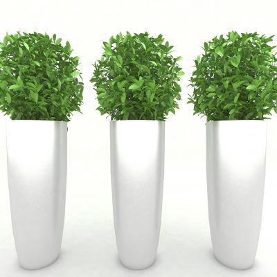 现代风格植物装饰品