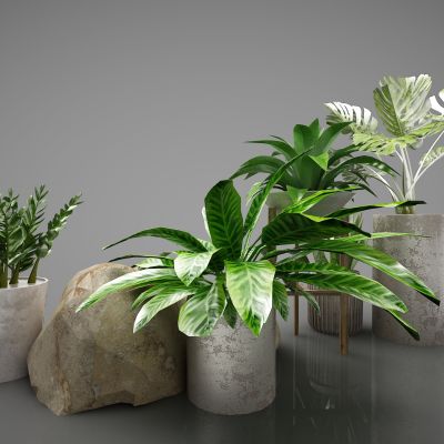 现代风格植物