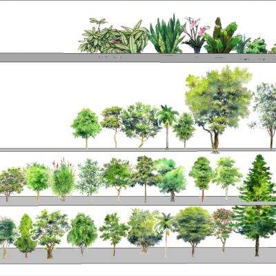 现代植物SU模型