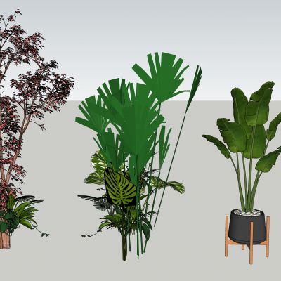现代室内装饰植物