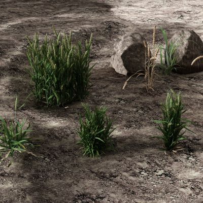 现代土壤 小麦 麦穗