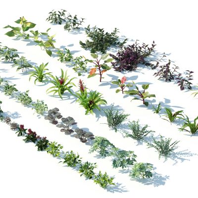 现代灌木花草，灌木，花草，植物，户外植物，园林植物，景观植物