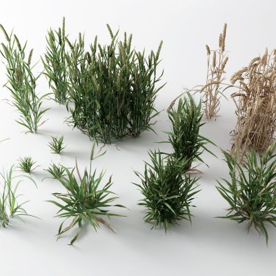 现代草 稻穗 小麦