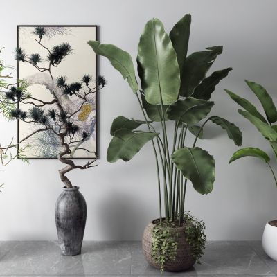 新中式松树 盆景 芭蕉树