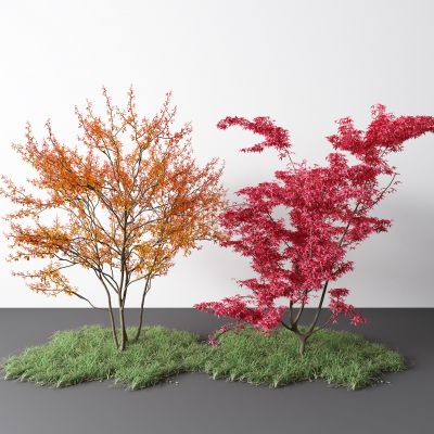 现代景观树 红枫 草