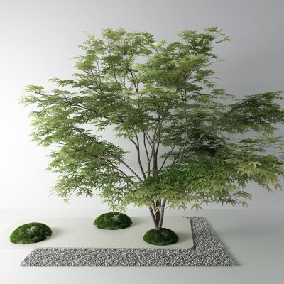 现代景观树 石子