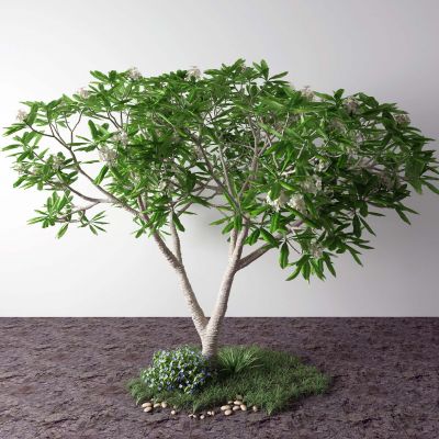 现代批把树 草 鹅卵石