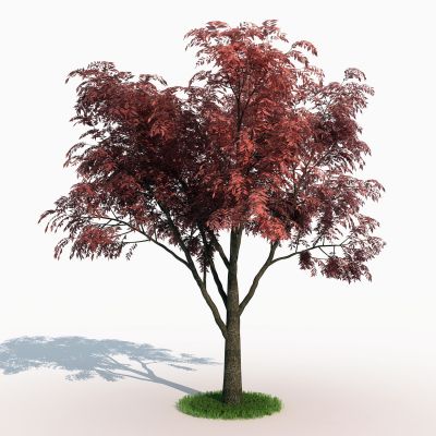 现代景观树 黄连木 红枫