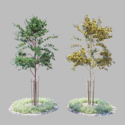现代草 景观树