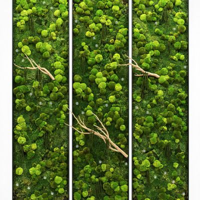 苔藓植物墙