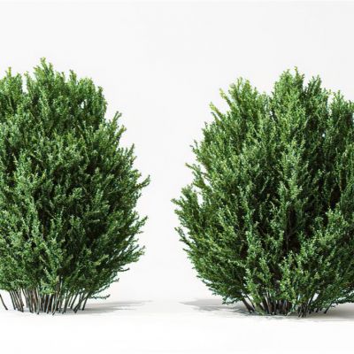 绿植灌木