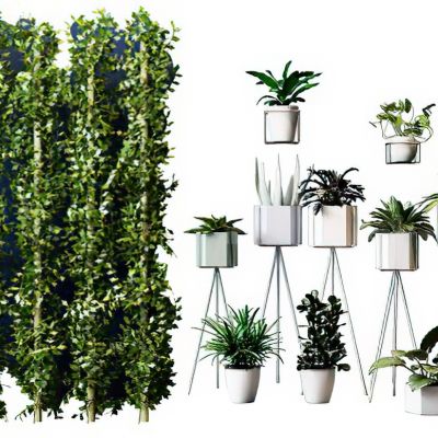 绿植墙植物