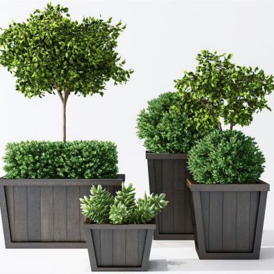 绿植灌木花盆
