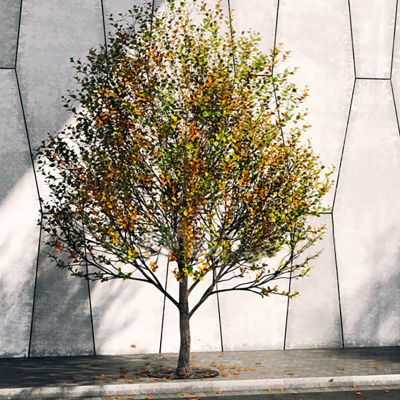 树 景观树 红绿色叶子树