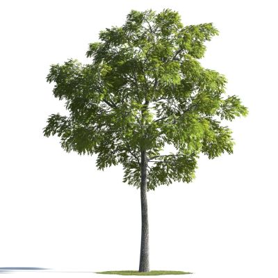 树3D模型