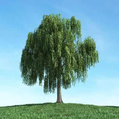 树3D模型