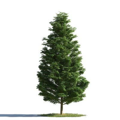 树3D模型