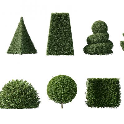 现代灌木，人工灌木，园林植物，园林灌木，人工修剪灌木，人工修剪植物，园林景观植物