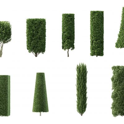 现代灌木，人工灌木，园林植物，园林灌木，人工修剪灌木，人工修剪植物，园林景观植物