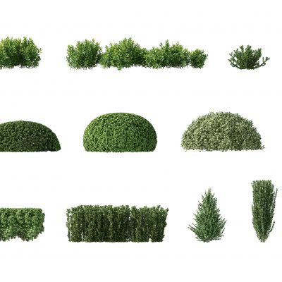 现代灌木，人工灌木，园林植物，园林灌木，人工修剪灌木，人工修剪植物，园林景观植物