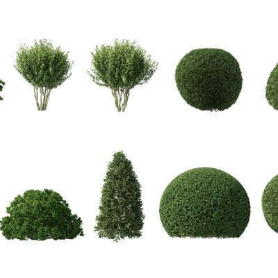 现代灌木，人工灌木，园林植物，园林灌木，人工修剪灌木，人工修剪植物，园林景观植物