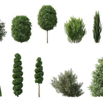 现代灌木，人工灌木，园林植物，园林灌木，人工修剪灌木，人工修剪植物，园林景观植物