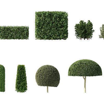 现代灌木，人工灌木，园林植物，园林灌木，人工修剪灌木，人工修剪植物，园林景观植物