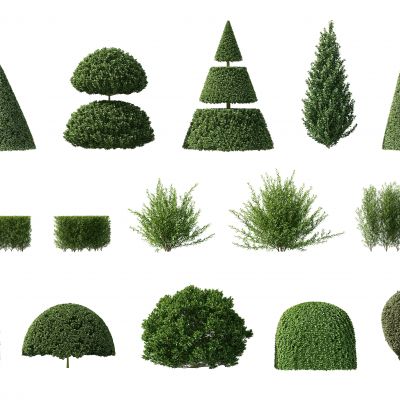 现代灌木，人工灌木，园林植物，园林灌木，人工修剪灌木，人工修剪植物，园林景观植物