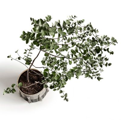 波希米亚风格盆栽