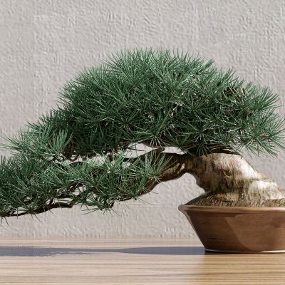 新中式松树盆栽