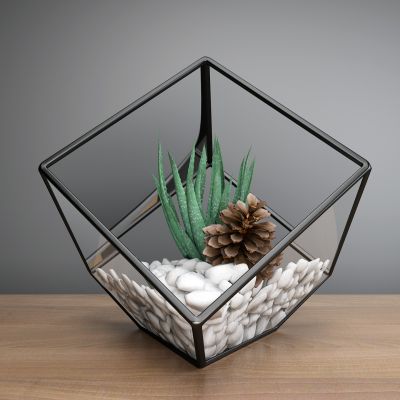 现代盆栽 仙人掌