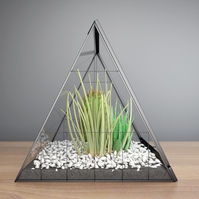 现代盆栽 仙人掌