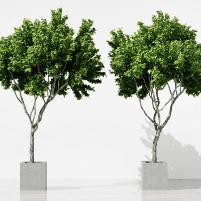 现代植物盆栽  乔木  树木