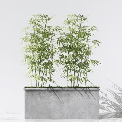 现代竹子盆栽