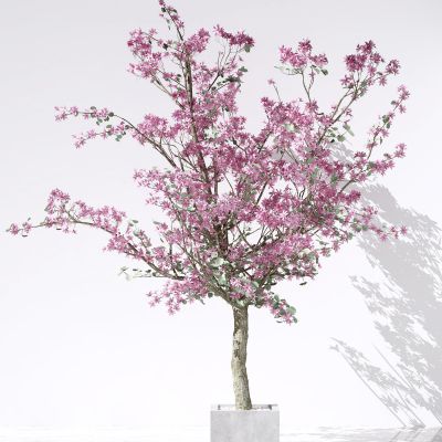 现代景观树  花树  树木 