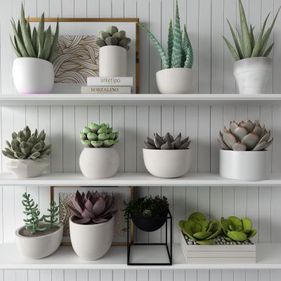 现代多肉植物 盆栽