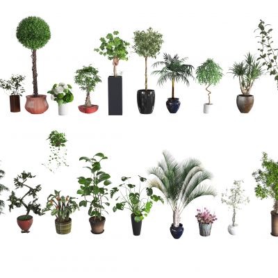 吊兰 铁树 球球 植物 花盆 花卉 绿植 装饰 花园