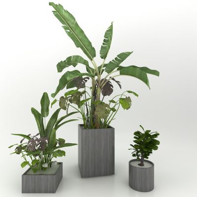 现代风格植物