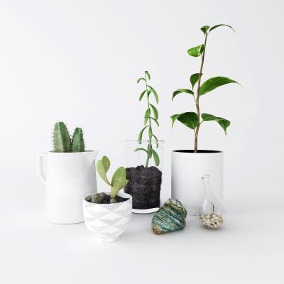 现代盆栽 仙人掌