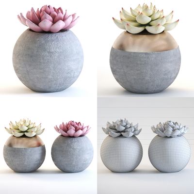 现代多肉植物盆栽