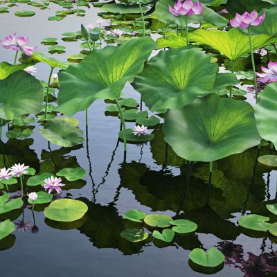  中式荷花 荷塘 中式景观 中式植物 湖景 水景 园林景观