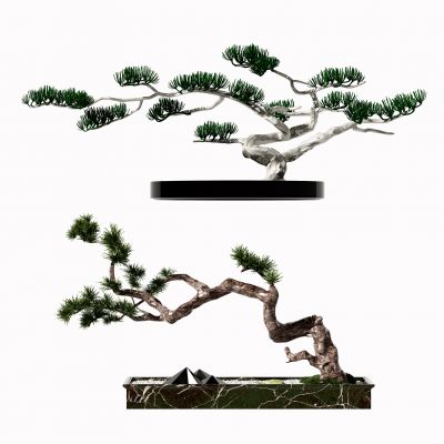 新中式松树盆栽