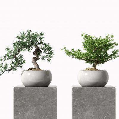 新中式植物盆栽盆景 